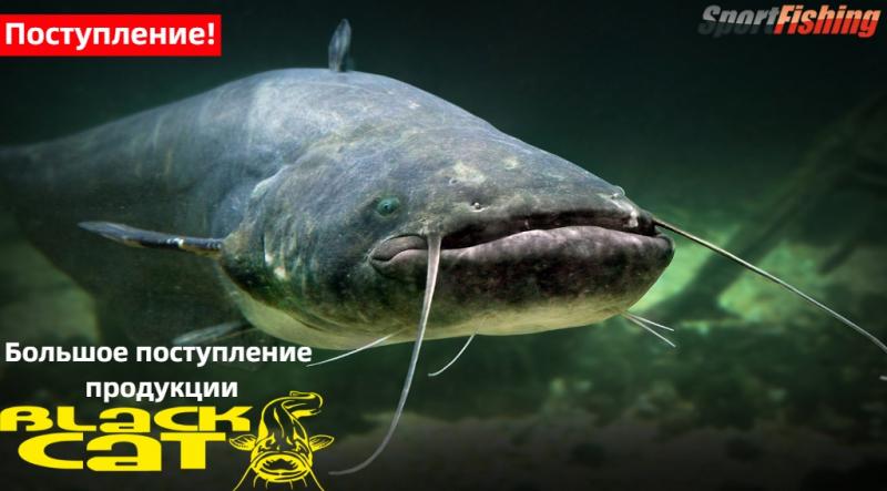 Поступление продукции Black Cat